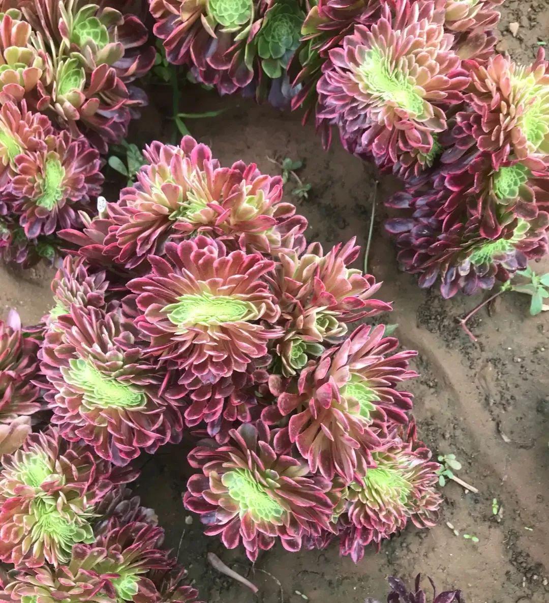 法師多肉養(yǎng)護(hù)技巧_法師多肉如何養(yǎng)護(hù)_法師多肉養(yǎng)護(hù)視頻