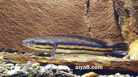 巨型觀賞魚有哪些品種_巨型觀賞魚_巨型觀賞魚有哪些