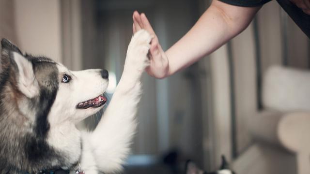 狗狗指定地點(diǎn)大小便_怎么教小狗狗在指定的地方大小便_大狗會教小狗定點(diǎn)