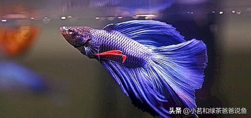 想要養(yǎng)魚(yú)的新手朋友，建議先從淡水魚(yú)入門(mén)。