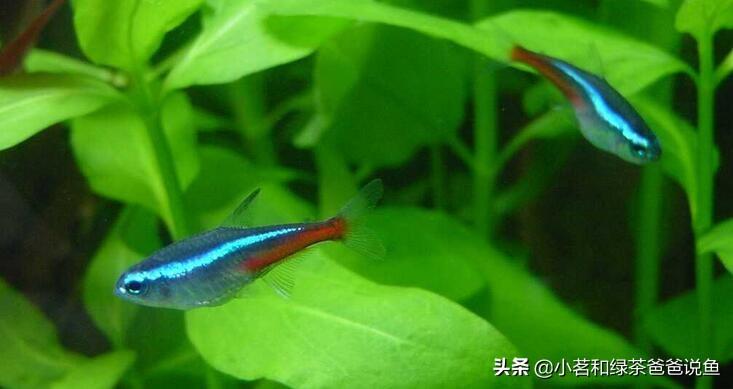 觀賞淡水養魚好養嗎_淡水養殖觀賞魚_最好養的淡水觀賞魚