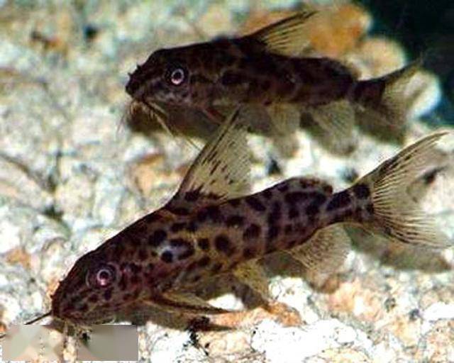 像鯰魚一樣的觀賞魚_鯰魚很像_鯰魚長得像的是什么魚