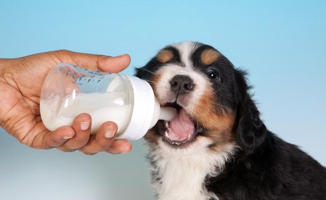 狗狗到底能不能喝牛奶？兩方爭論不止，我來