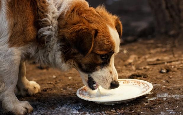 狗狗可以喝人喝的純牛奶嗎_狗喝的牛奶人可以喝嗎_人牛奶狗能喝嗎