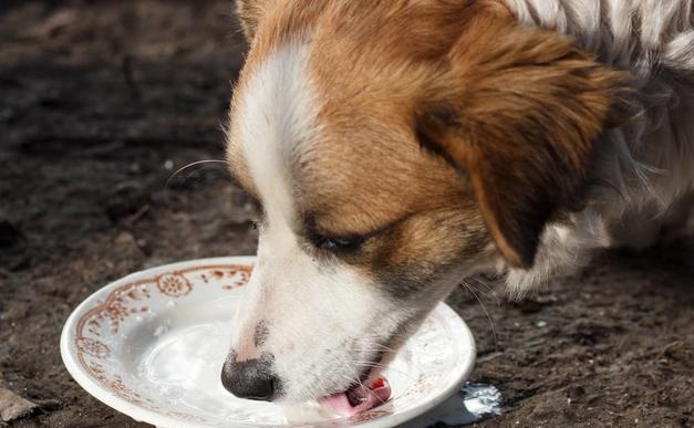 人牛奶狗能喝嗎_狗狗可以喝人喝的純牛奶嗎_狗喝的牛奶人可以喝嗎