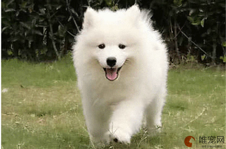 薩摩耶為什么很少人養(yǎng) 是禁養(yǎng)犬嗎