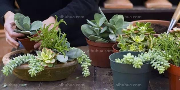 葉片厚的多肉品種_葉片很肥的多肉_大葉片肥厚的多肉品種