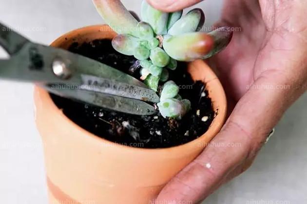 大葉片肥厚的多肉品種_葉片厚的多肉品種_葉片很肥的多肉