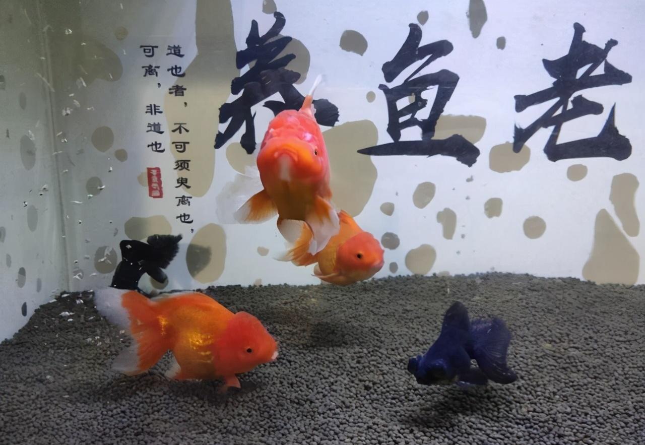 觀賞治魚水霉病用什么藥_觀賞治魚水霉病的藥物_觀賞魚水霉病怎么治