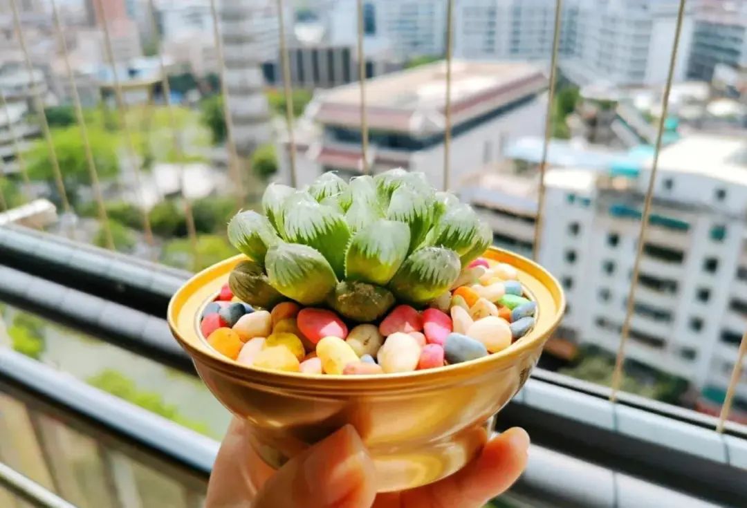 蘇州一女生，因“用碗養多肉”而走紅，網友：