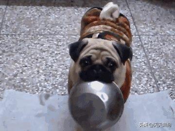 狗吃骨頭消化不良_狗吃骨頭不消化簡單方法_狗骨頭消化