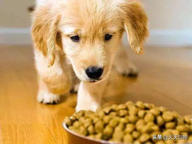 狗吃骨頭不消化簡單方法_狗骨頭消化_狗吃骨頭消化不良