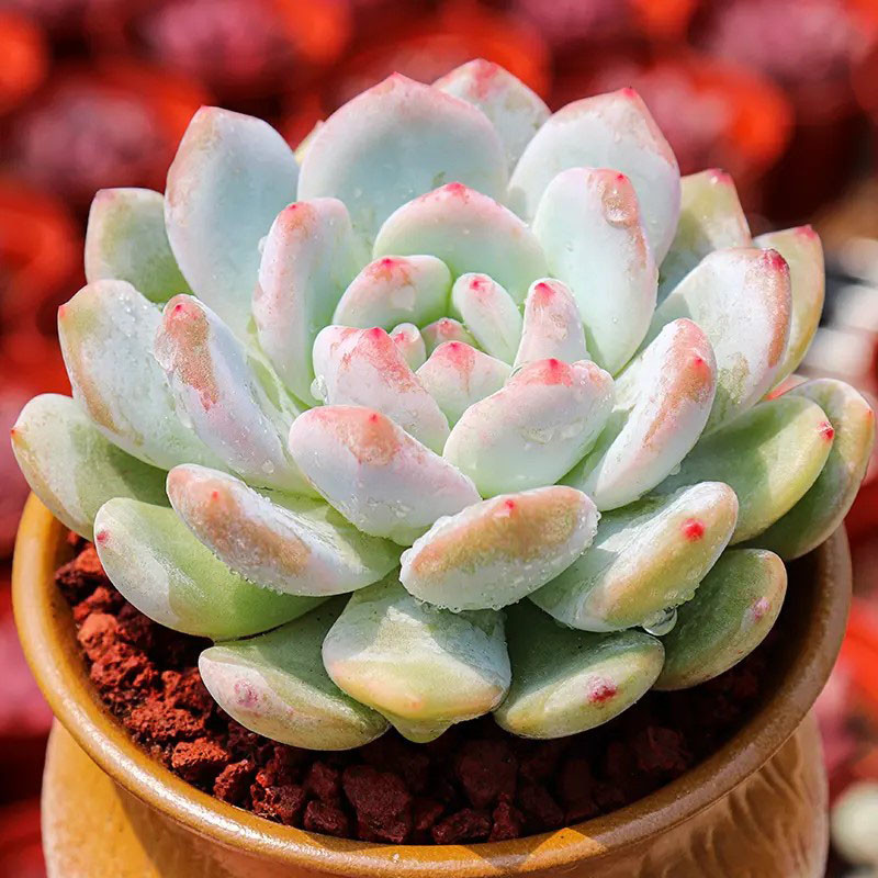 蘭虎皮多肉長得像什么花_蘭虎皮多肉長得像什么東西_長得像虎皮蘭的多肉