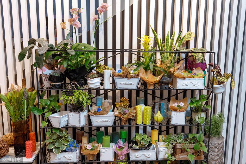 南寧觀賞魚批發(fā)市場_南寧賣觀賞魚的市場_南寧魚類批發(fā)市場