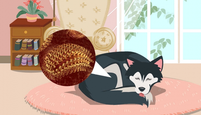 好聽的狗名字_好聽狗名字母狗_好聽狗名字母中文