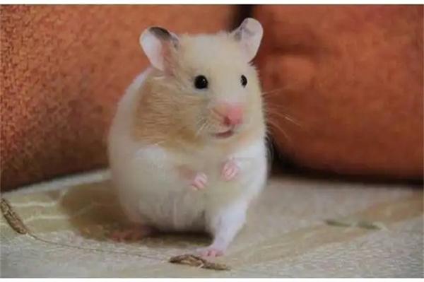 倉鼠需要剪指甲嗎？怎么給倉鼠剪指甲？