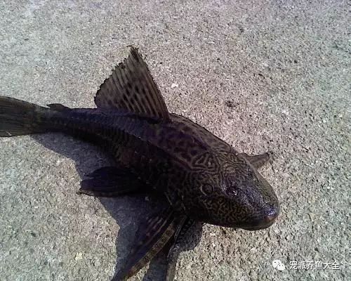 這10種魚(yú)有除藻功能，厲害了！~