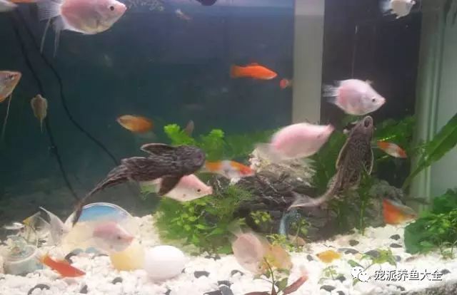 什么觀賞魚_觀賞魚種類_觀賞魚爛尾爛鰭爛鱗用什么藥
