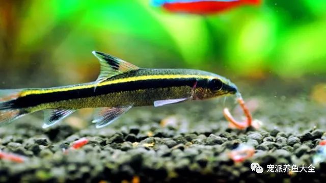 什么觀賞魚_觀賞魚爛尾爛鰭爛鱗用什么藥_觀賞魚種類