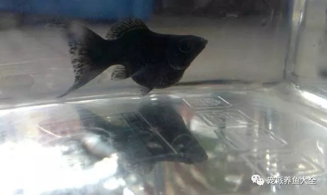 觀賞魚爛尾爛鰭爛鱗用什么藥_什么觀賞魚_觀賞魚種類