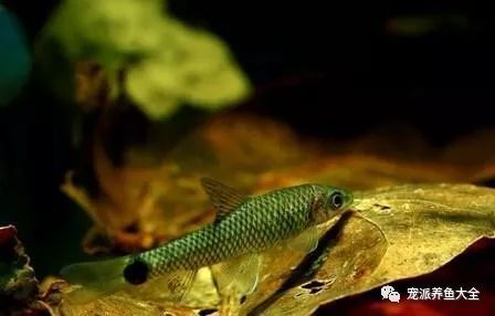 觀賞魚種類_什么觀賞魚_觀賞魚爛尾爛鰭爛鱗用什么藥