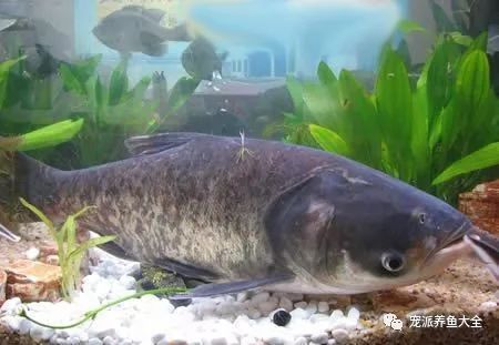 什么觀賞魚_觀賞魚種類_觀賞魚爛尾爛鰭爛鱗用什么藥