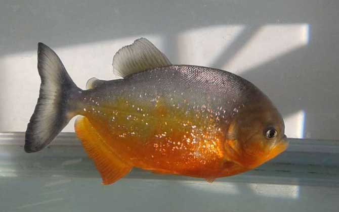 什么觀賞魚(yú)最值錢(qián) 世界十大食人魚(yú)排行榜