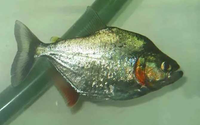 最值錢的觀賞魚_最值錢的觀賞魚是什么魚_什么觀賞魚最值錢