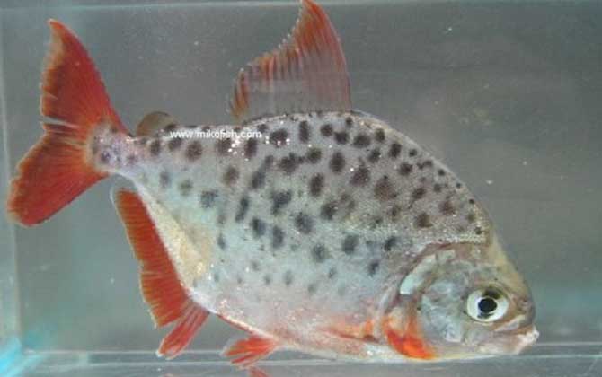 最值錢的觀賞魚_什么觀賞魚最值錢_最值錢的觀賞魚是什么魚