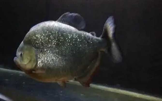 最值錢的觀賞魚是什么魚_什么觀賞魚最值錢_最值錢的觀賞魚