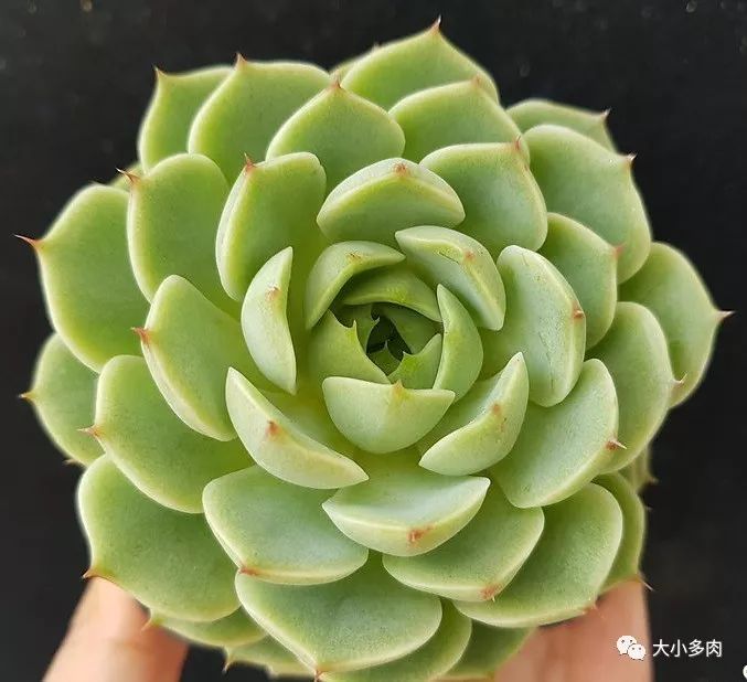 大河錦多肉_多肉大和錦能長多大_多肉大和錦和小和錦的區別