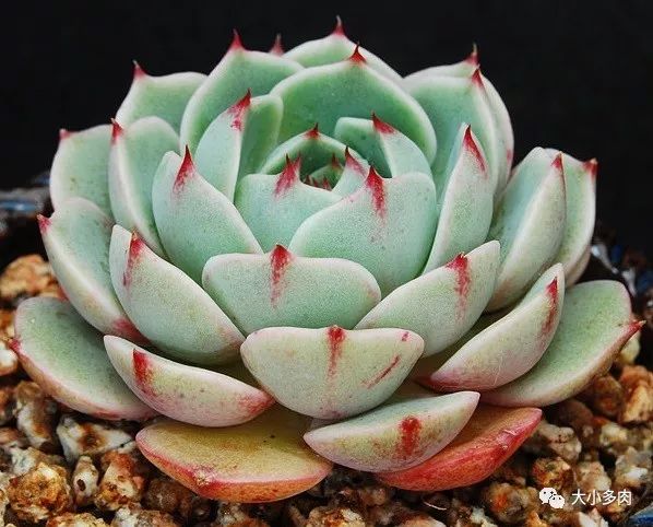 多肉大和錦能長多大_大河錦多肉_多肉大和錦和小和錦的區別