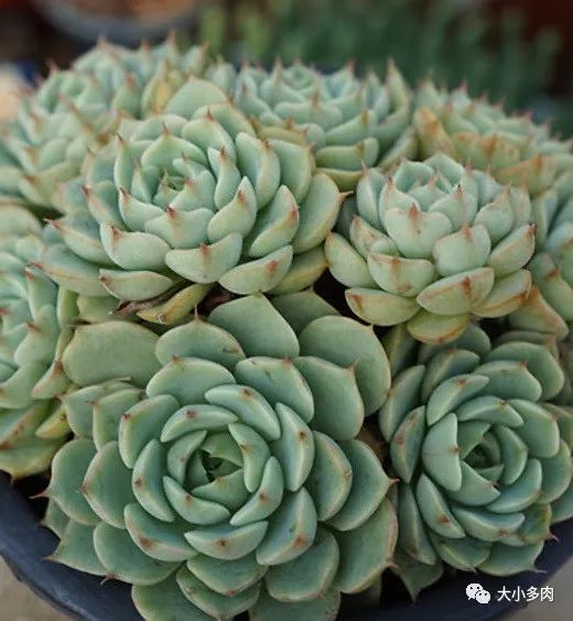 大河錦多肉_多肉大和錦和小和錦的區別_多肉大和錦能長多大