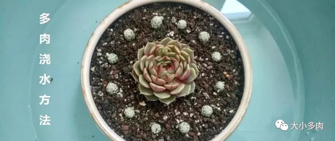 大河錦多肉_多肉大和錦能長多大_多肉大和錦和小和錦的區別