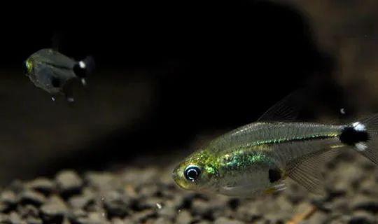 十大最美麗的燈魚推薦，草缸造景的好幫手