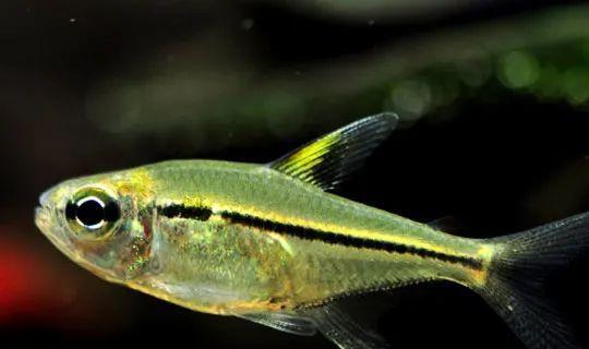 成群觀賞魚_會(huì)群游的觀賞魚_小型觀賞魚愛成群游的