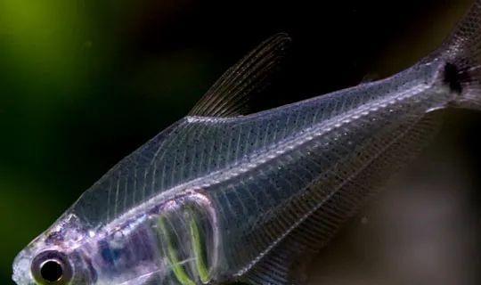 成群觀賞魚_會(huì)群游的觀賞魚_小型觀賞魚愛成群游的