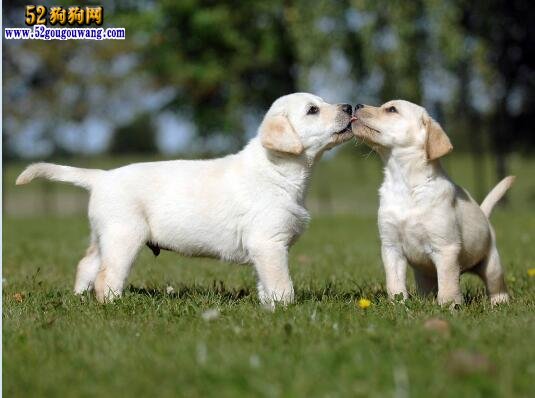 拉布拉多犬幣_狗市拉布拉多犬小犬多少錢一只_小拉布拉多犬多少錢一只