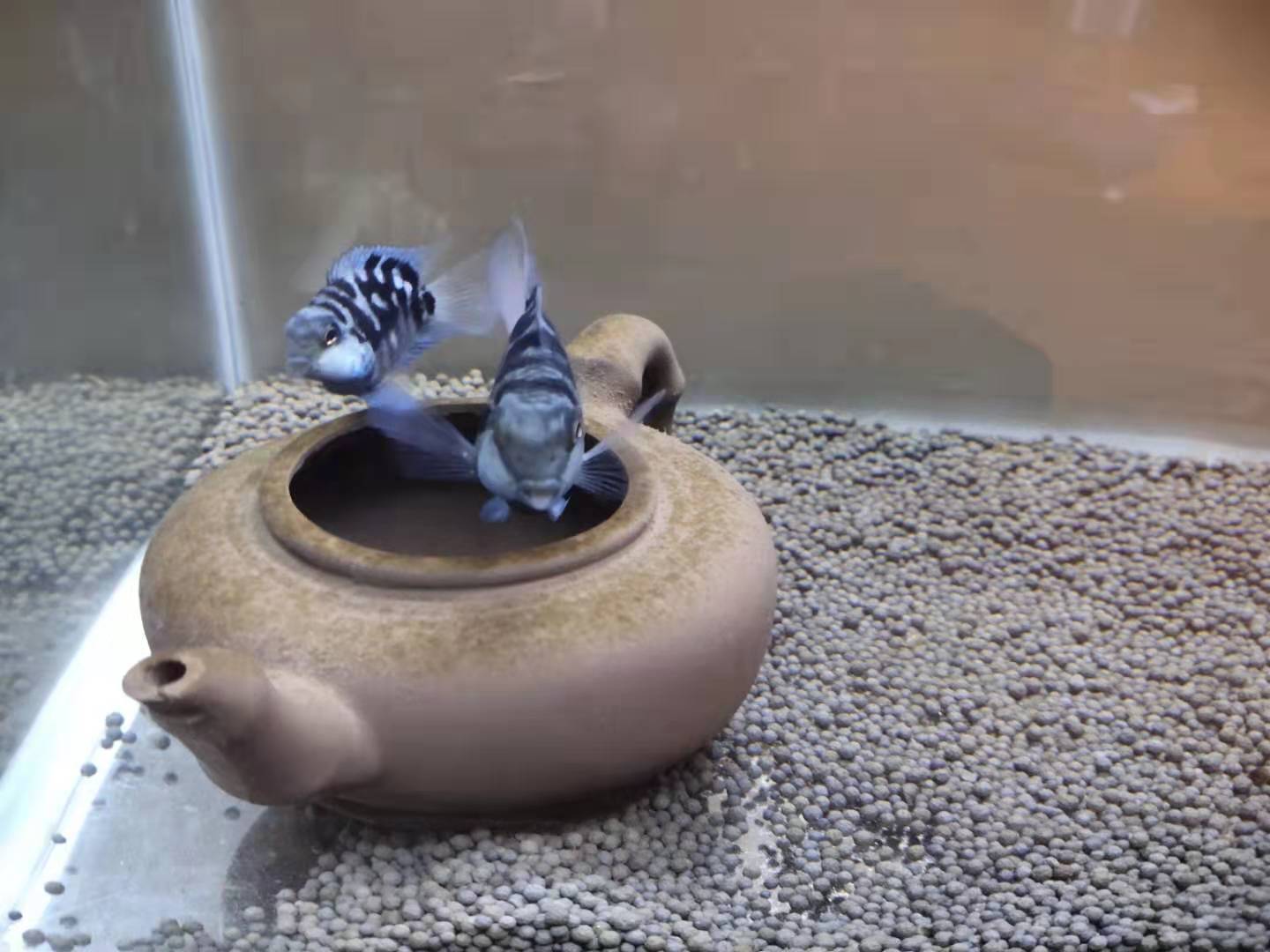 繁殖觀賞魚按照以下套路操作，只要學會了，