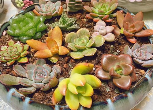 冬季多肉葉片軟趴趴是什么原因