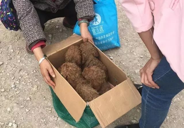 泰迪錢最少幾塊_泰迪多少錢一只_泰迪多少錢