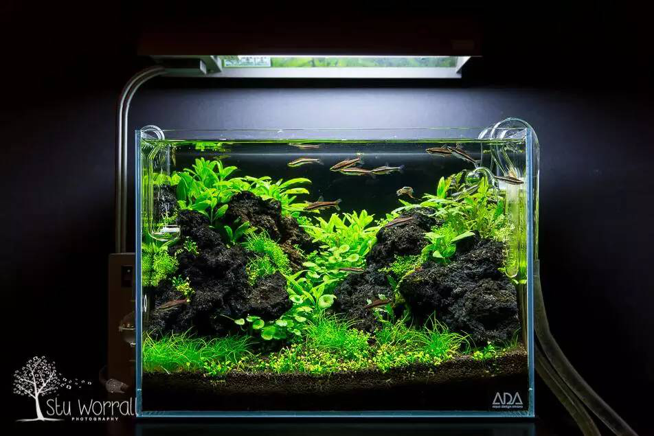 觀賞魚生小魚_觀賞小魚生了小魚_小魚觀賞魚生病怎么辦