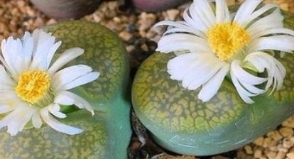 十大最稀有的多肉