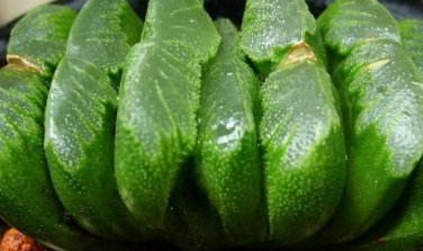 多肉罕見品種_少見多肉植物_比較少見的多肉