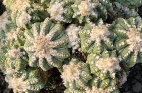 多肉罕見品種_少見多肉植物_比較少見的多肉