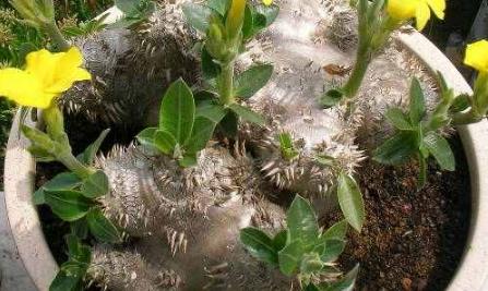 多肉罕見品種_少見多肉植物_比較少見的多肉