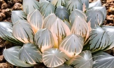 比較少見的多肉_少見多肉植物_多肉罕見品種