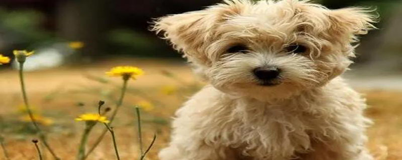 高鐵可以帶狗嗎_高鐵可帶狗嗎_高鐵帶狗可以嗎