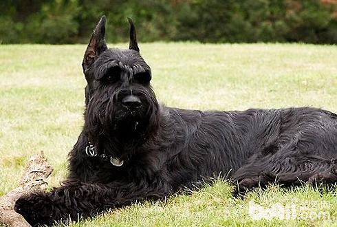 小型寵物狗價格 小型寵物狗多少錢一只