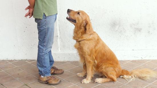 狗狗能聽懂人說的話_狗狗能聽懂人說話嗎_狗能聽懂人說話不